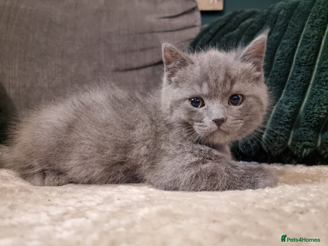 British Shorthair cats for sale: Beautiful chunky BSH kittens - Advert 4