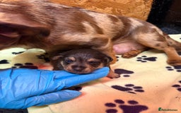 Mixed Breed dogs for sale: Dax Dachshund/Jack Russell  - Advert 5