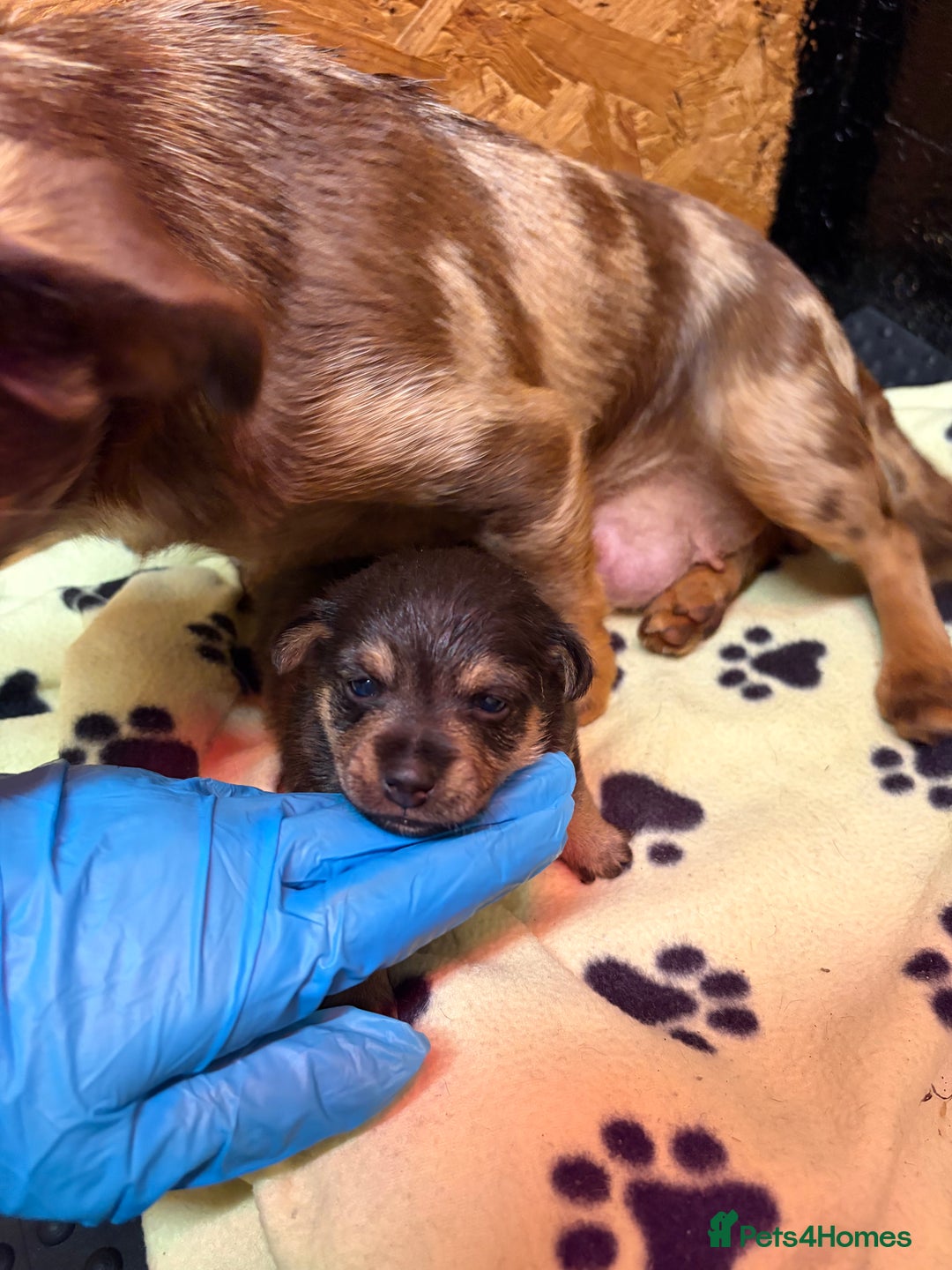 Mixed Breed dogs for sale: Dax Dachshund/Jack Russell  - Advert 5