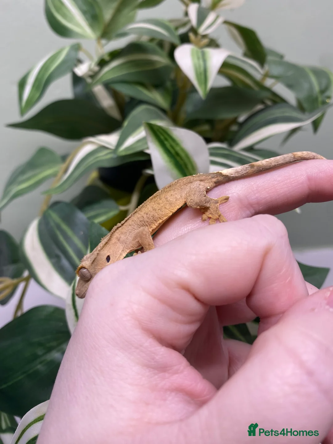 Gecko reptiles for sale: Crested Gecko Babies - Advert 7