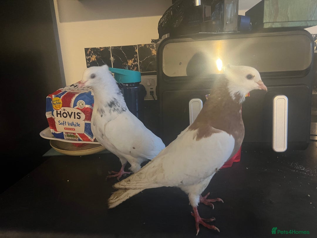 Pigeons birds for sale: Pair of Kurdish tumblers - Advert 2