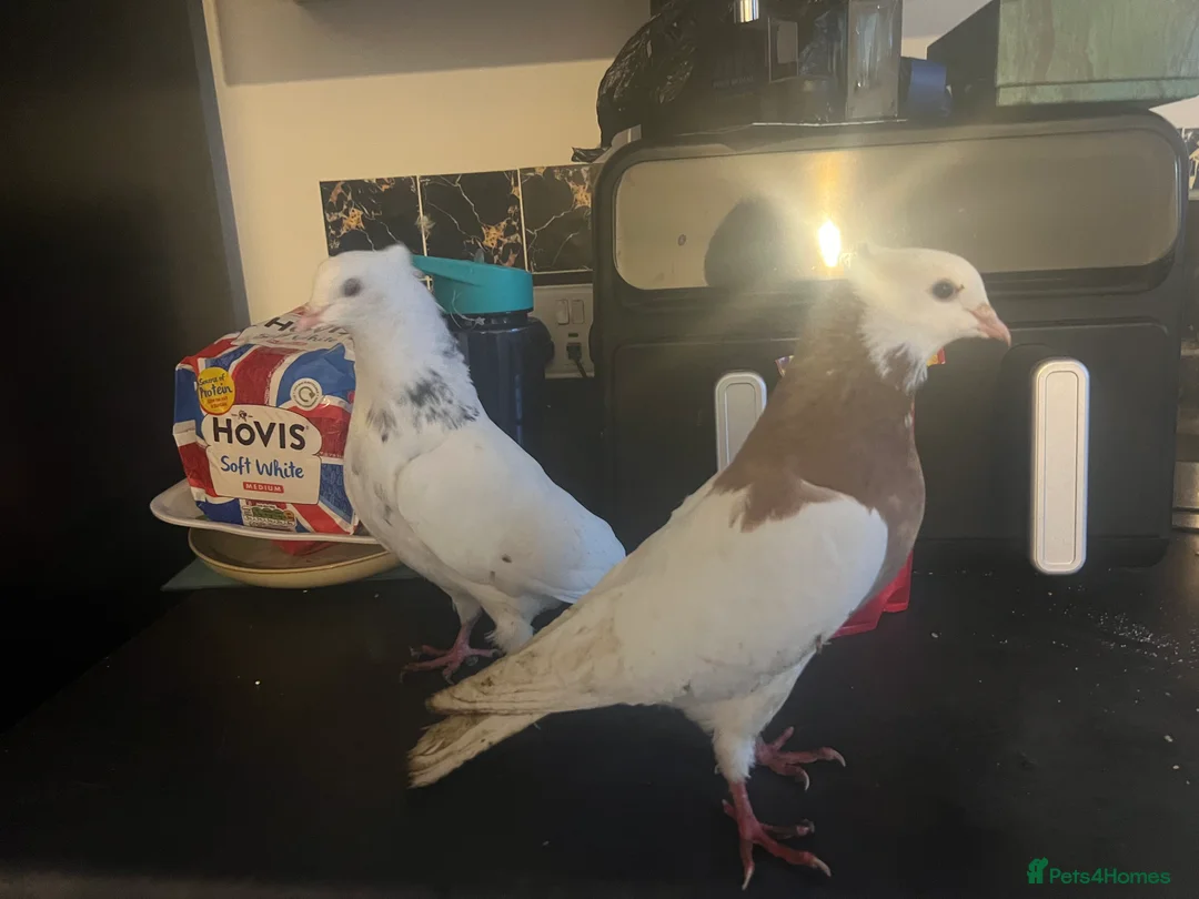Pigeons birds for sale: Pair of Kurdish tumblers - Advert 2