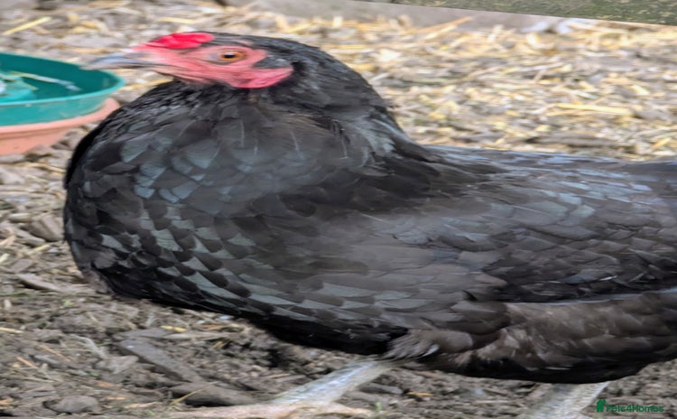 Chickens poultry - Advert 1