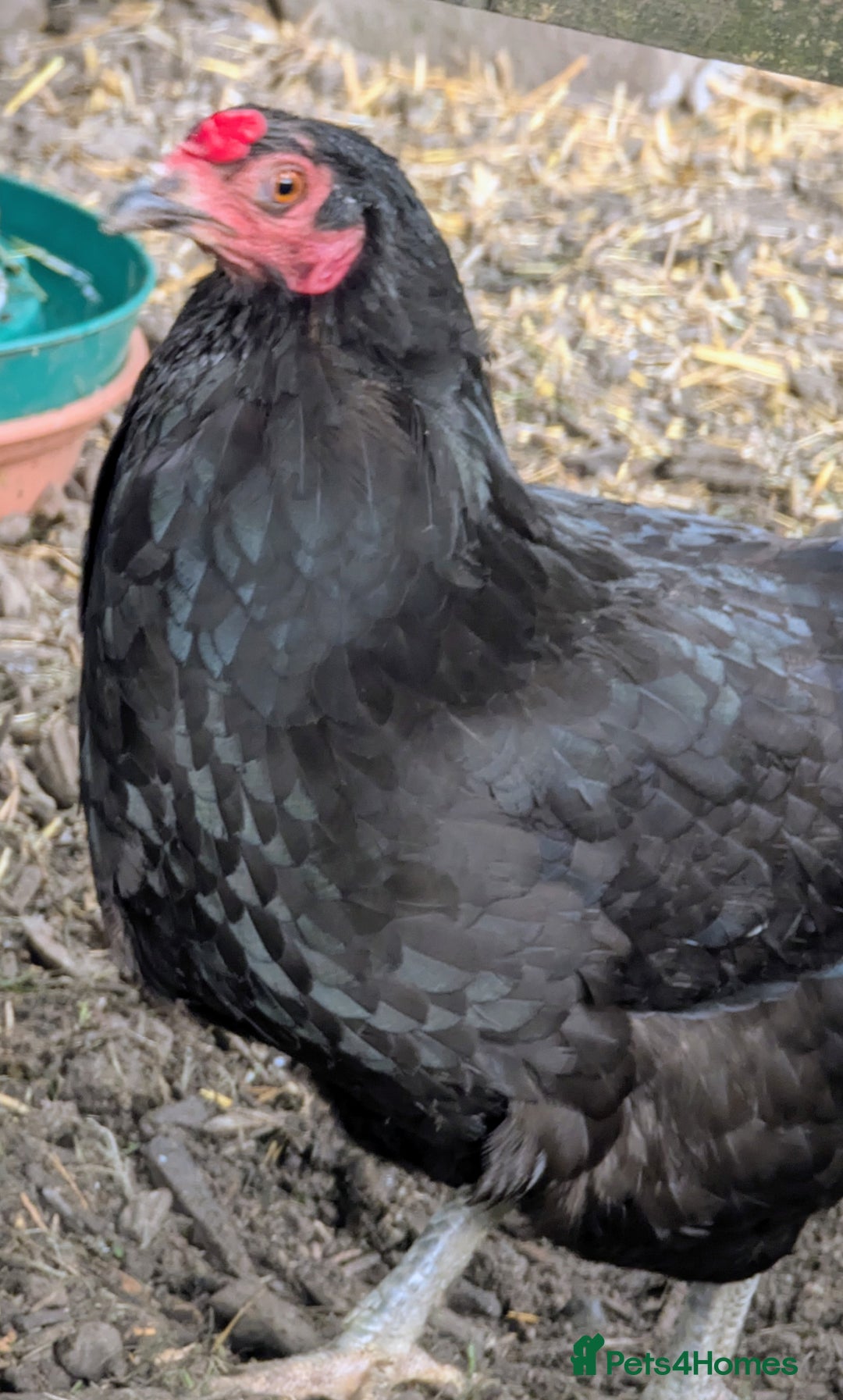Chickens poultry for sale: Hen looking for a free ranging home  - Image 1