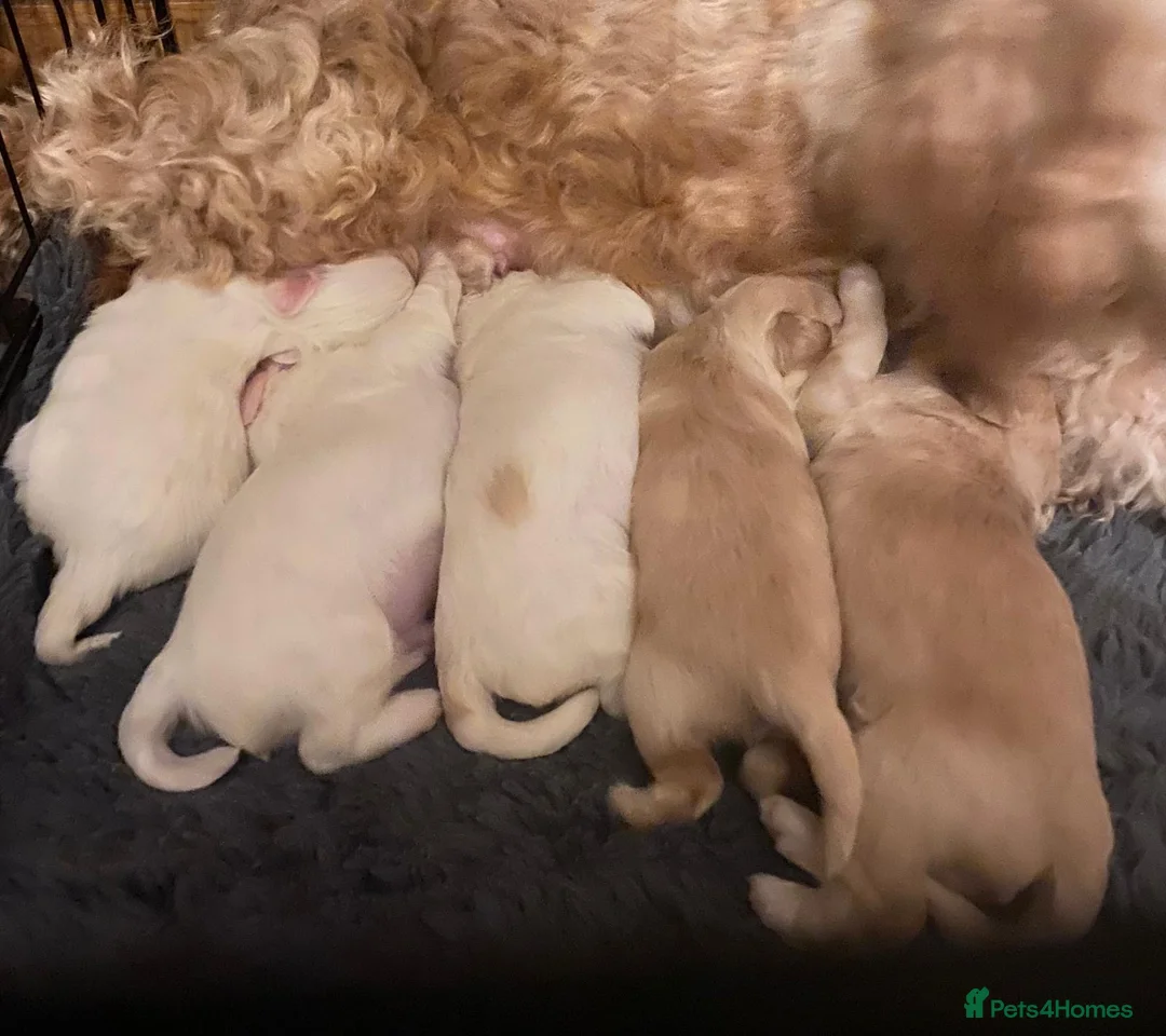 Maltipoo dogs for sale: Male Maltipoo Puppy - Advert 11