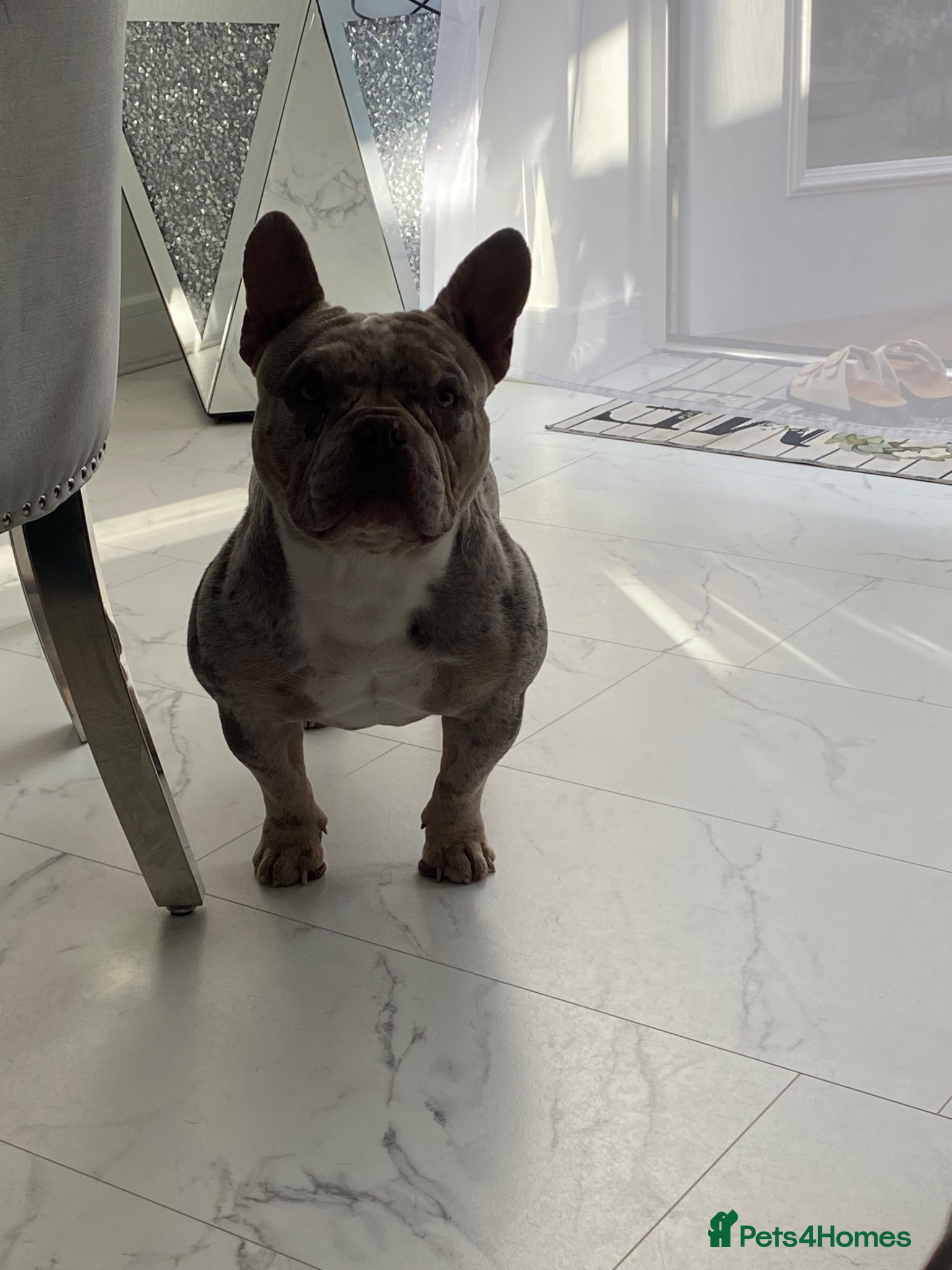 American Bully dogs for sale: Micro Bully  - Advert 5