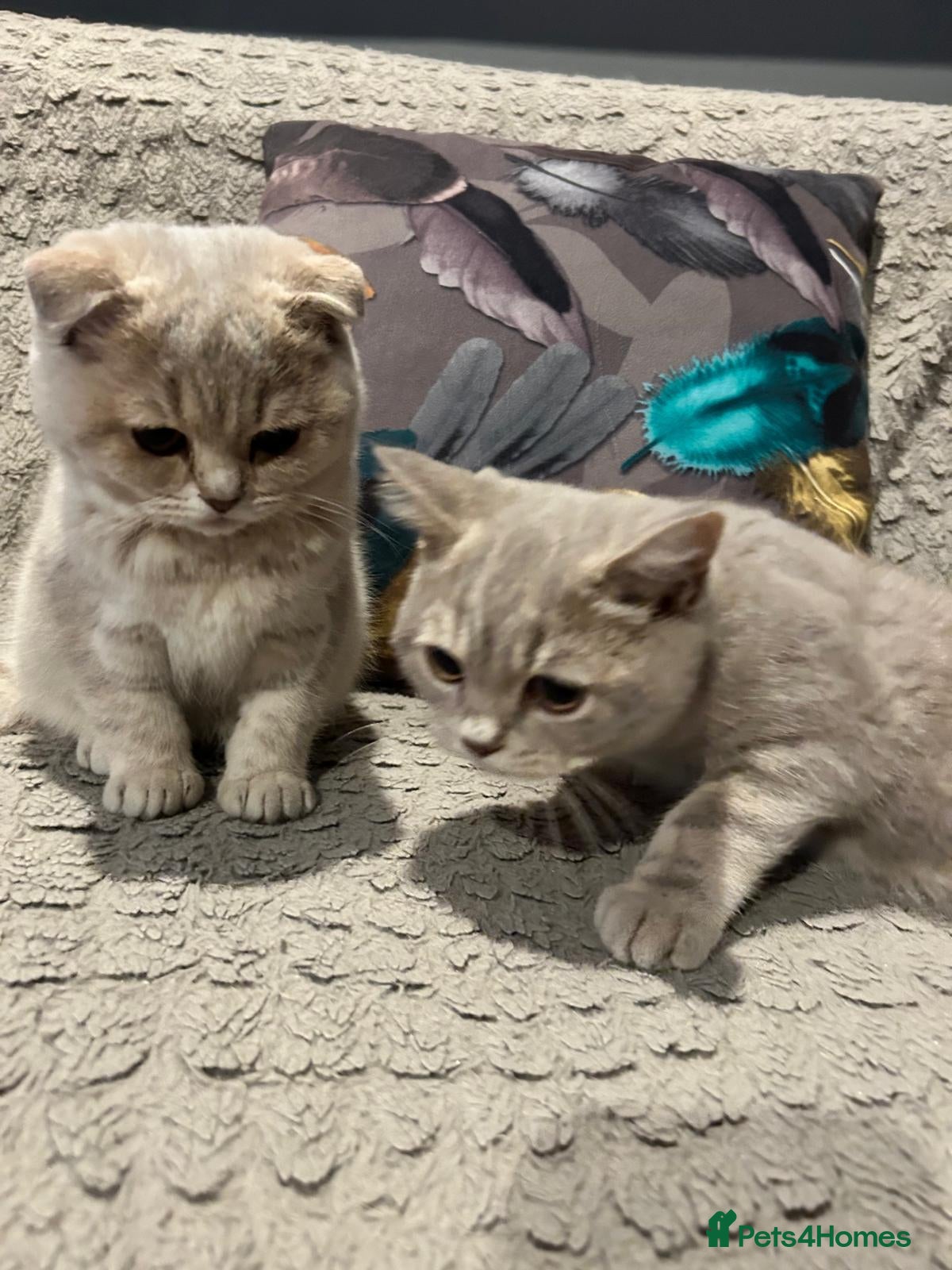 Scottish Fold cats Adorable Scottish Fold Kittens - Advert 1