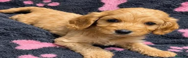 Cockapoo 4