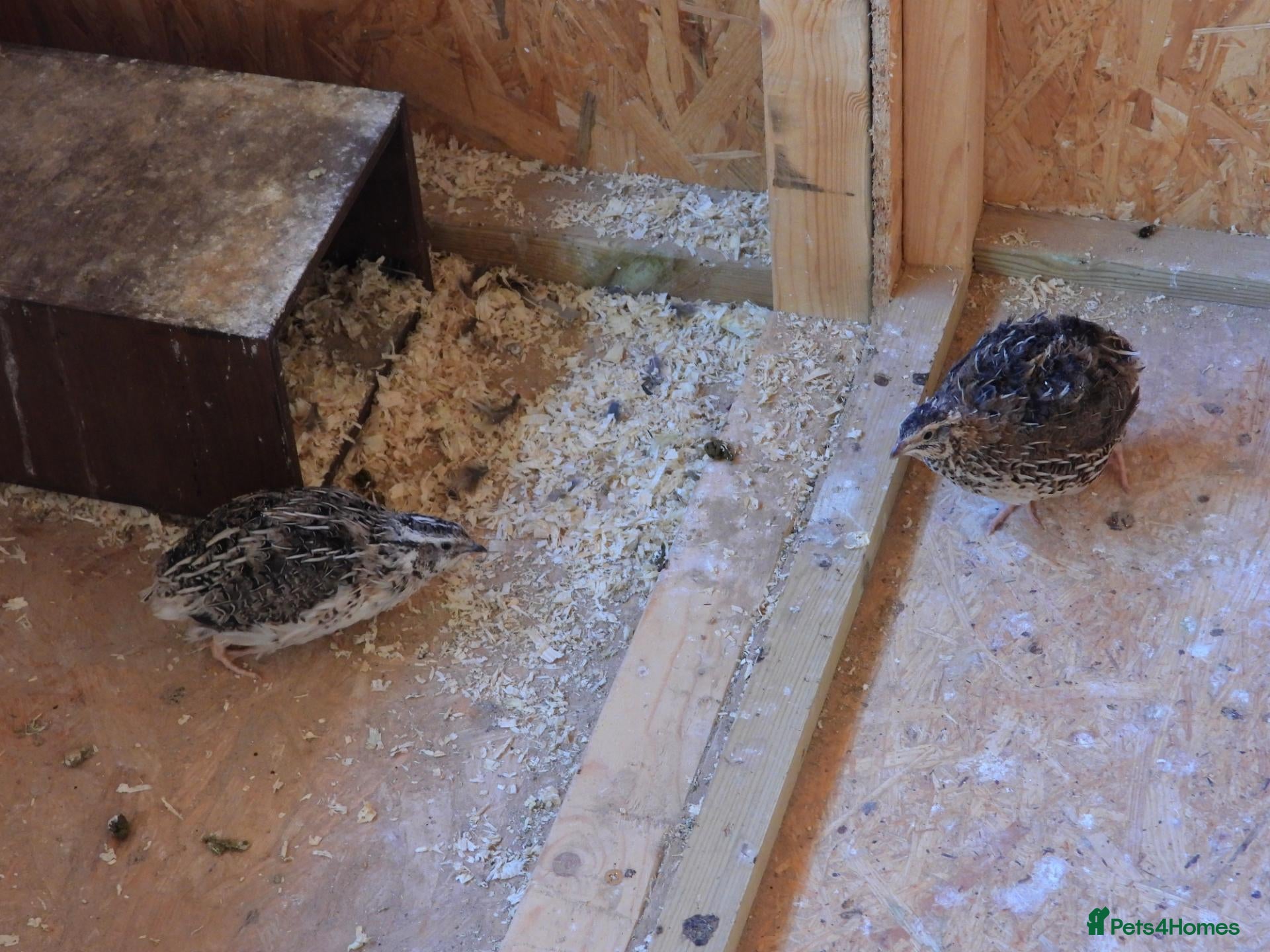 Mixed Breed birds Breeding Japanese Quails - Advert 5