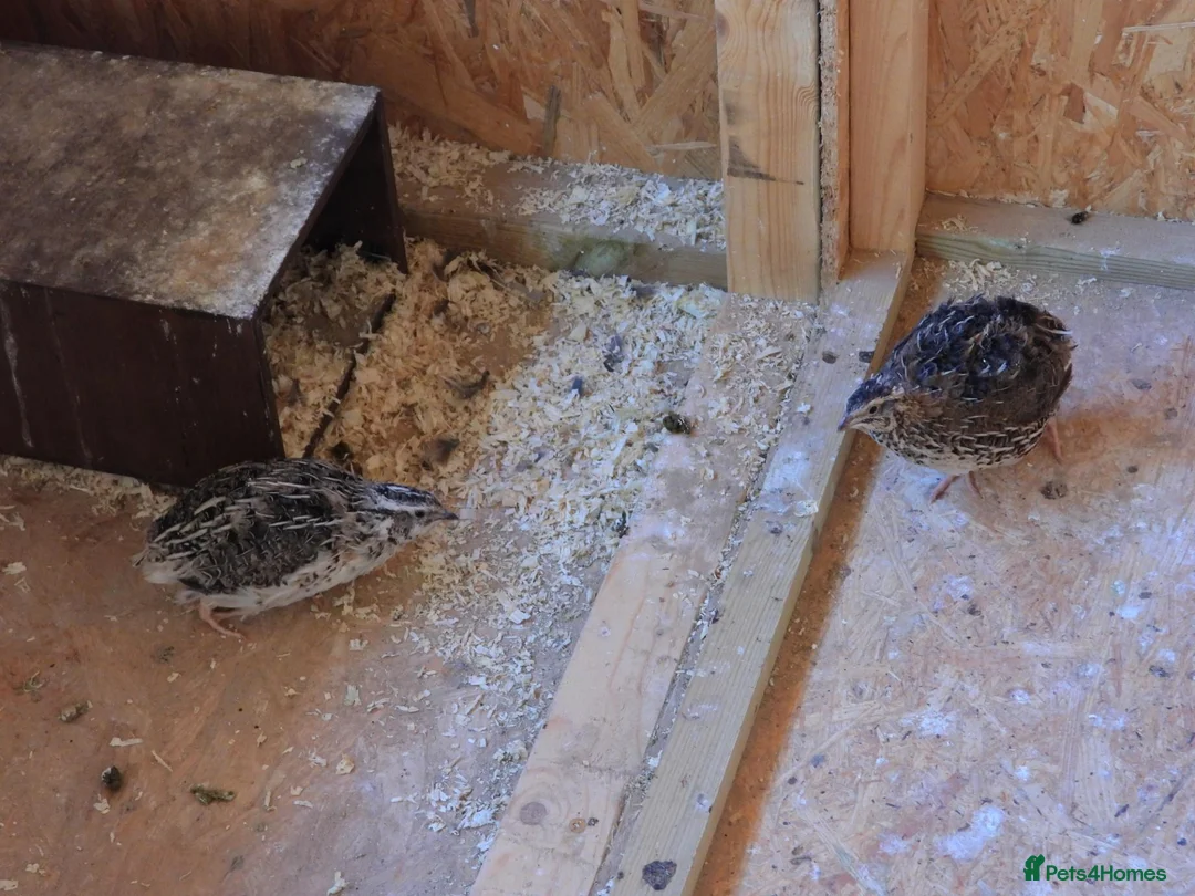 Mixed Breed birds for sale: Breeding Japanese Quails - Advert 1