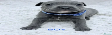 Staffordshire Bull Terrier 2 Blue