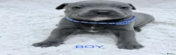 Staffordshire Bull Terrier dogs for sale: Blue Staffordshire bull terrier  - Advert 6