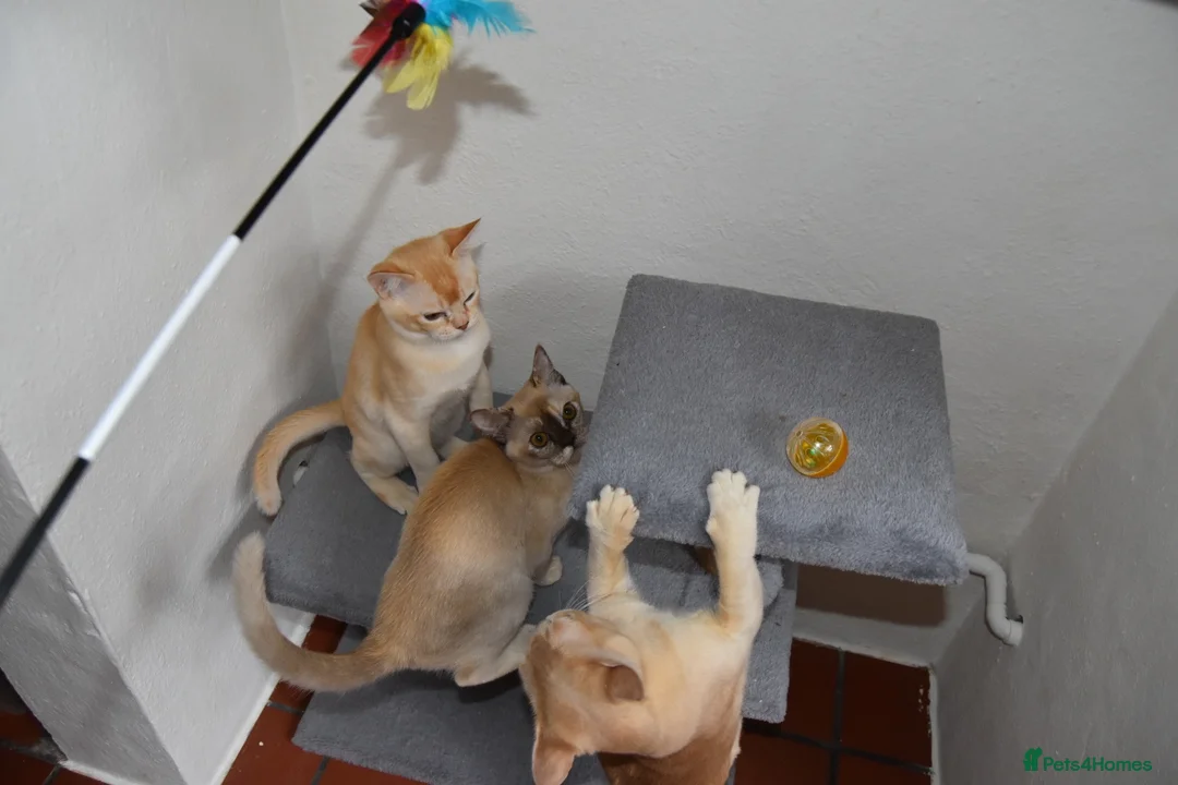 Burmese cats for sale: Burmese male kitten  - Advert 3