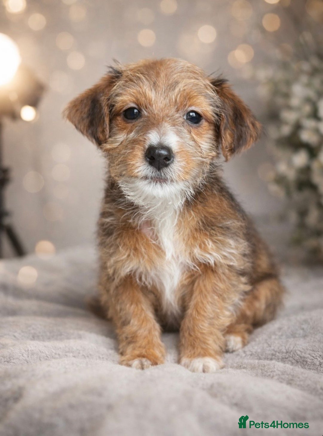 Yorkshire Terrier dogs for sale: Rare Yorkshire terrier pups ready now - Advert 12