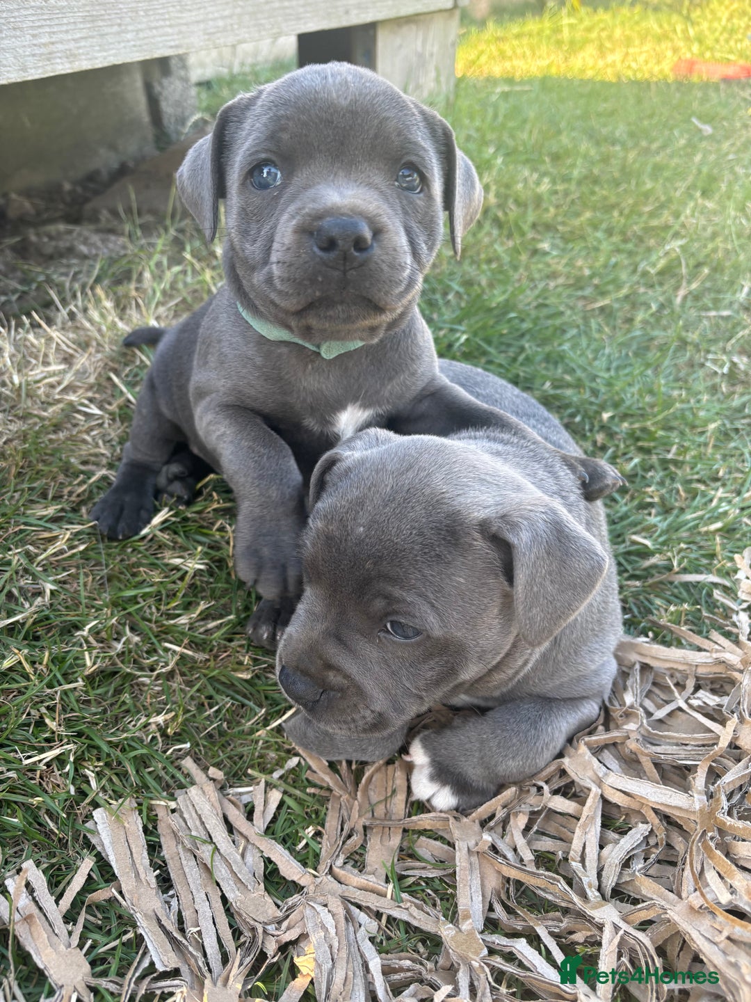 Staffordshire Bull Terrier dogs for stud: Proven KC Blue Staffy For Stud  - Image 8