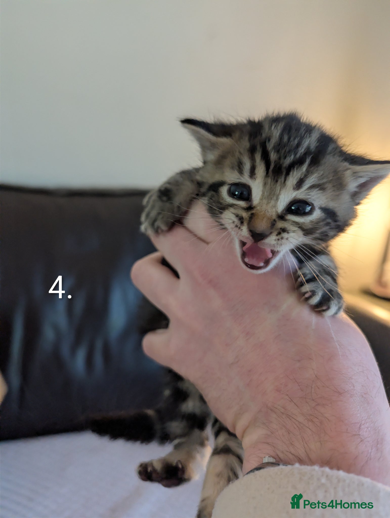 Mixed Breed cats ##1 LEFT## - 5 Tabby Kittens – Ready May 26th! - Advert 2