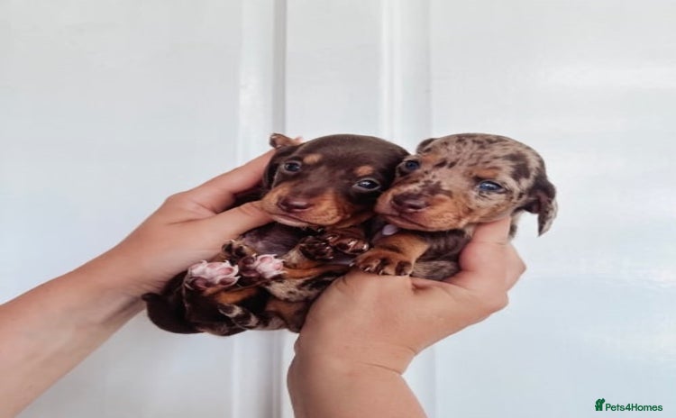 Miniature Dachshund dogs - Advert 9