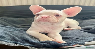 French Bulldog dogs - Advert 3