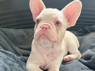 French Bulldog dogs - Advert 4