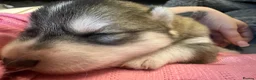 Mixed Breed dogs for sale: Family based husky cross puppies  in Clacton-on-Sea - Advert 10