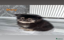 Pomeranian dogs for sale: High quality Pomeranian puppies  - Image 11