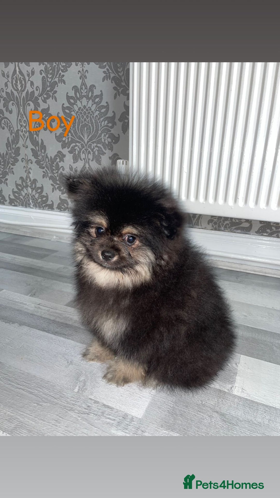 Pomeranian dogs for sale: High quality Pomeranian puppies  - Image 11
