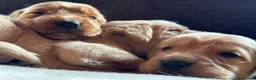 Golden Retriever dogs for sale: Beautiful Deep Golden Dark Retriever Puppys in Sleaford - Advert 5