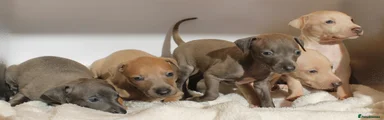Italian Greyhound 4