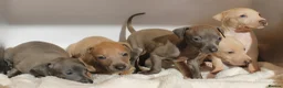Italian Greyhound dogs for sale: KC Reg Italian Greyhounds - Advert 4