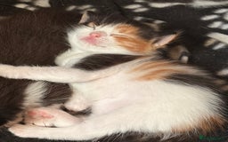 Mixed Breed cats for sale: 3 beautiful kittens for sale - Image 20