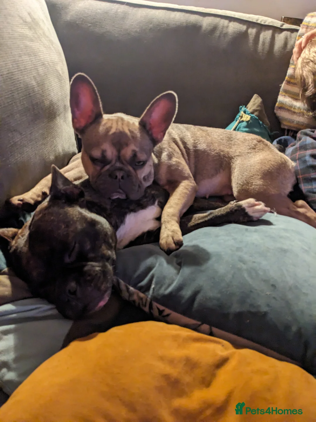 French Bulldog dogs for sale: Female Frenchie 1.5 years old - Advert 4