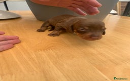 Dachshund dogs for sale: Miniature dachshunds  - Image 12