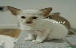 Balinese cats for sale: Beautiful Chocolate Oriental Longhairs  - Image 2