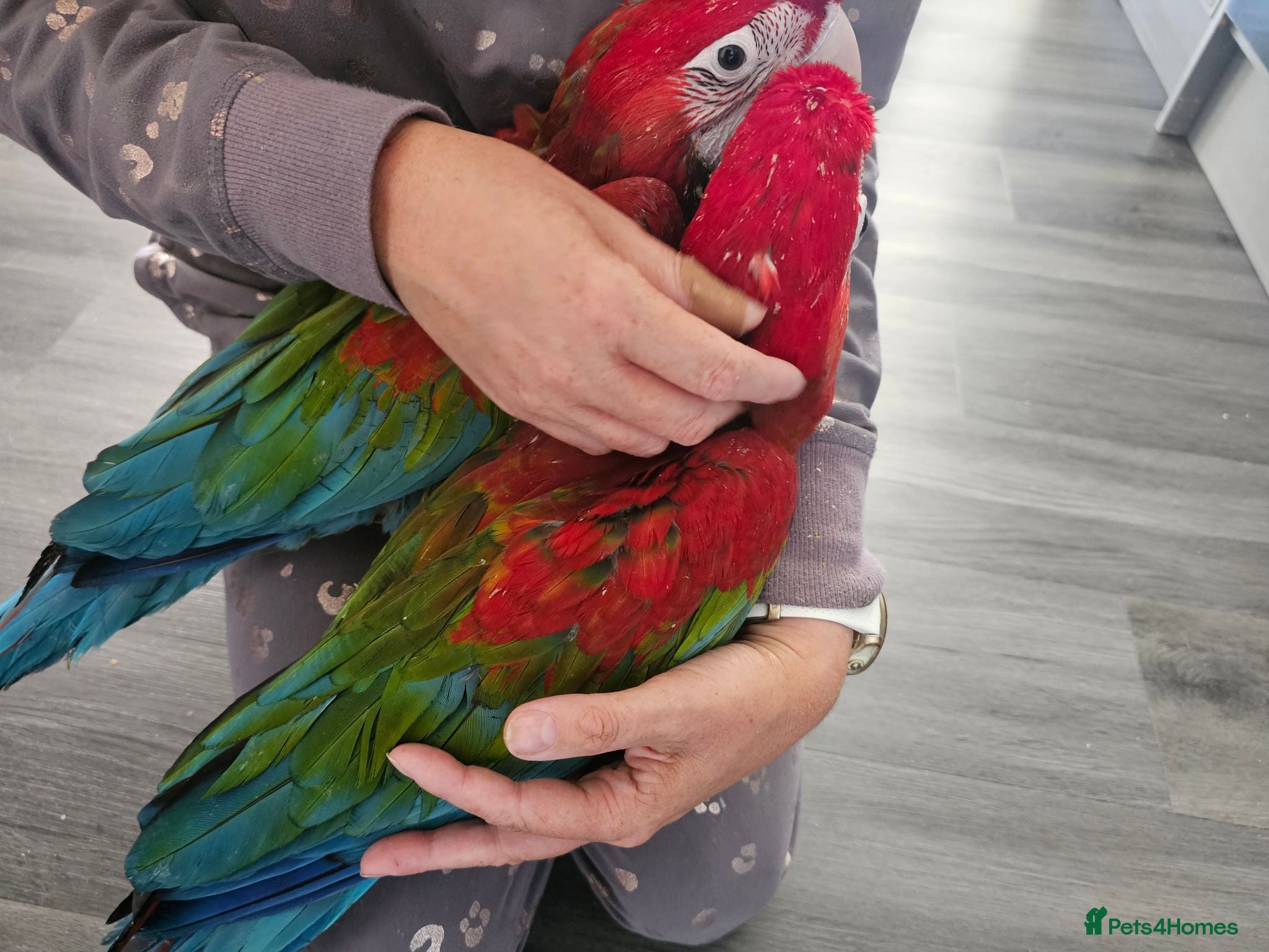 Macaws birds Gorgeous Baby Greenwing Macaws - Advert 1