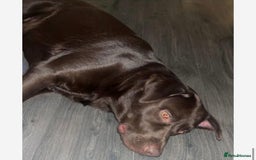Labrador Retriever dogs for sale: Lovely male chocolate lab - Advert 2