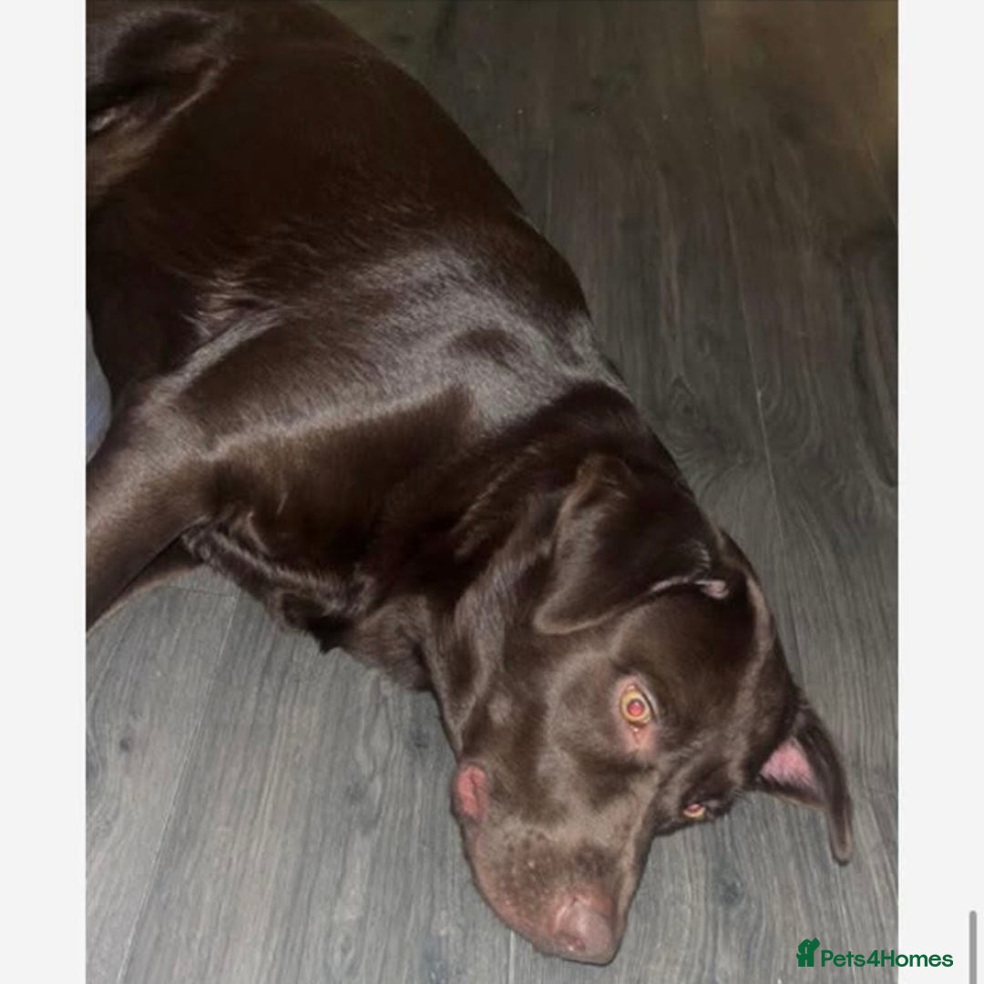 Labrador Retriever dogs for sale: Lovely male chocolate lab - Advert 2