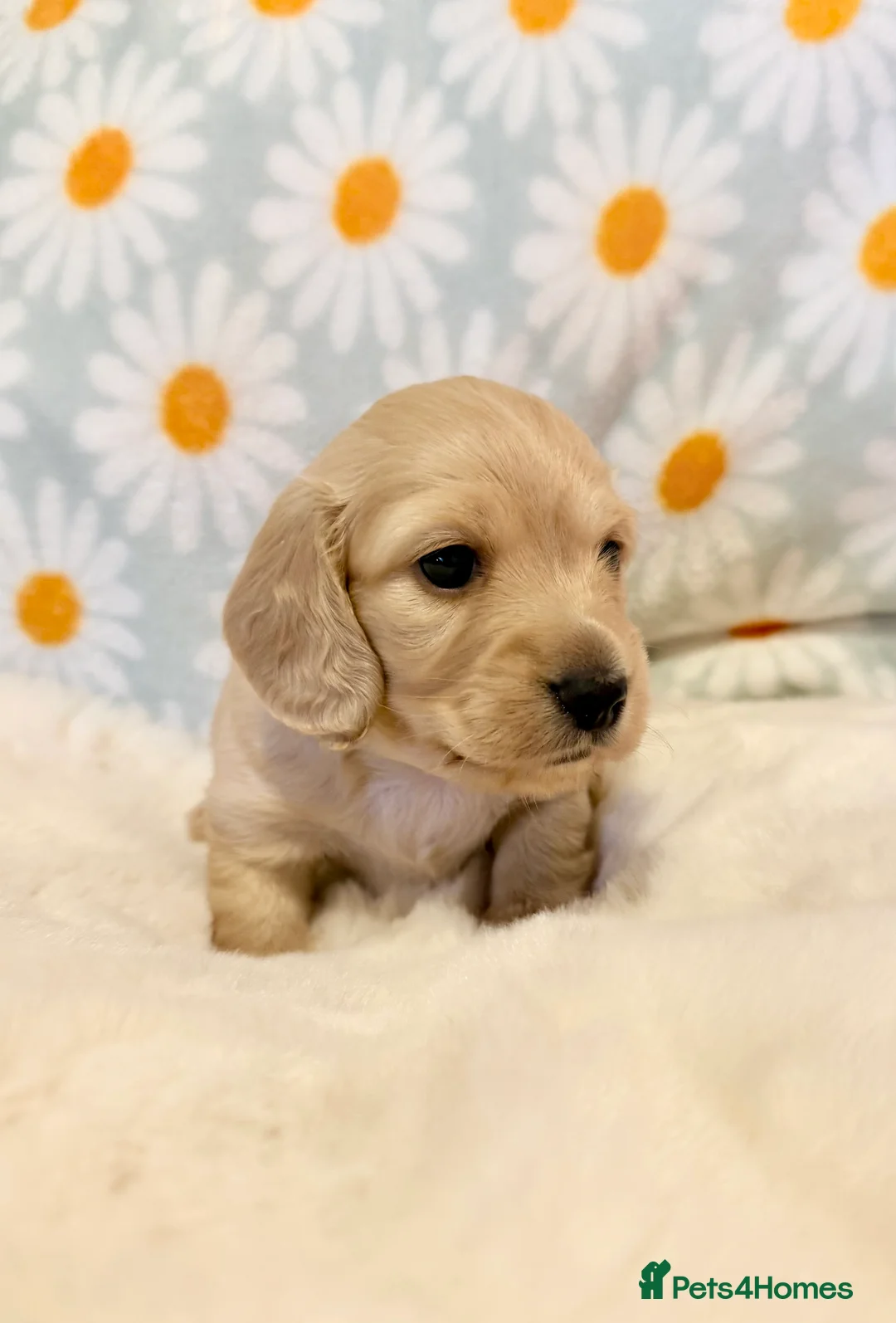 Miniature Dachshund dogs for sale: Beautiful miniature long haired cream dachshunds  - Advert 22