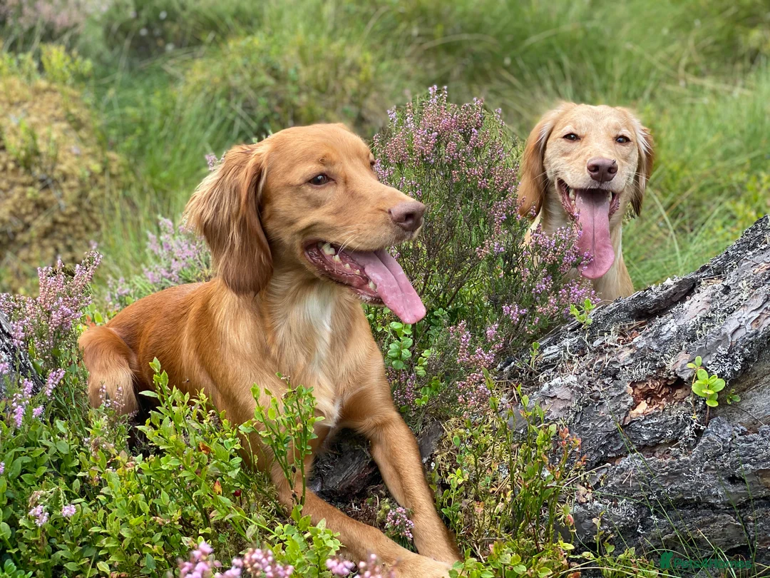 Cocker Spaniel dogs for stud: Outstanding OFTW Red Cocker, FULLY HEALTH TESTED in Bristol - Advert 18