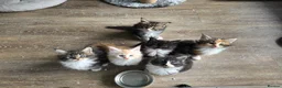 Maine Coon cats for sale: BEAUTIFUL MAIN COON KITTENS in Bolton - Advert 16