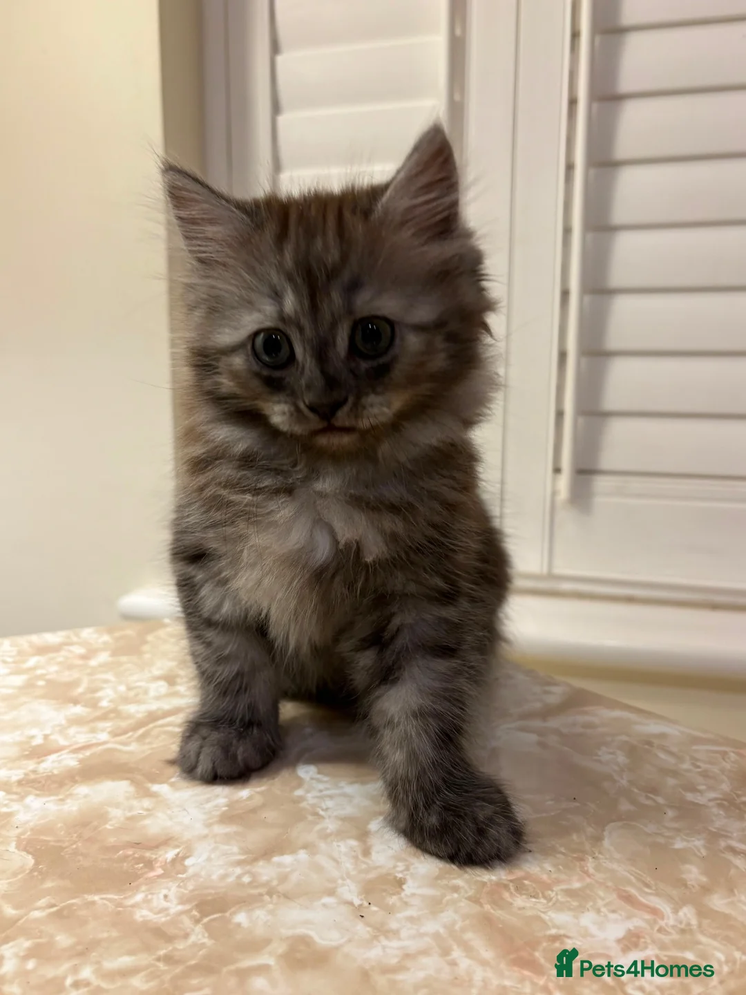 Mixed Breed cats for sale: 3 Dark grey mixed persian chinchilla kittens - Advert 26