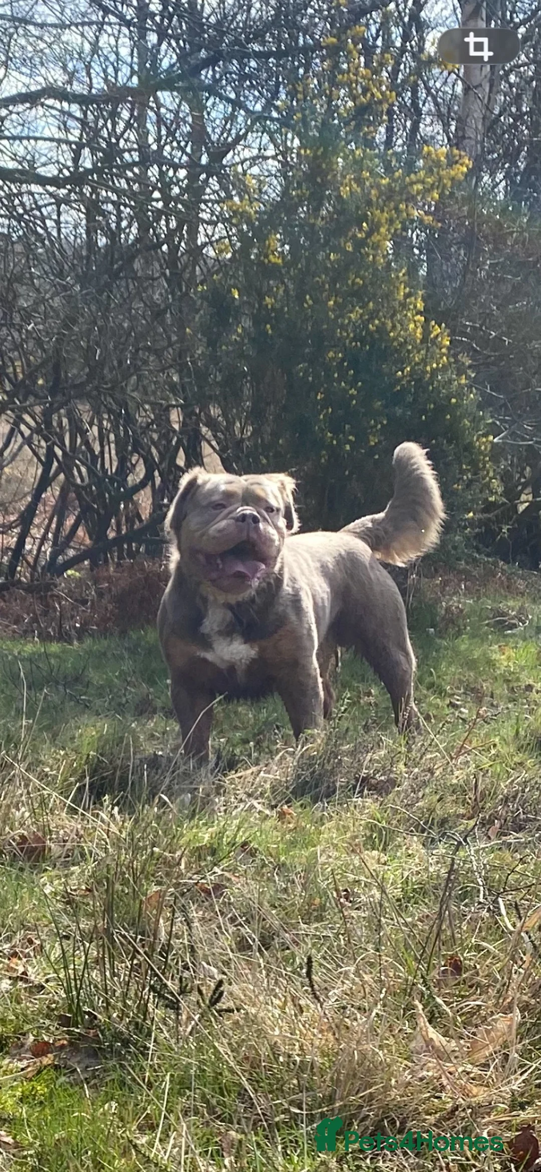 Old Tyme Bulldog dogs for stud: Mammut Bulldog for stud  - Advert 2