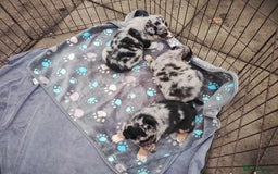 Border Collie dogs for sale: Border Collie Puppies Top Quality! - Image 14