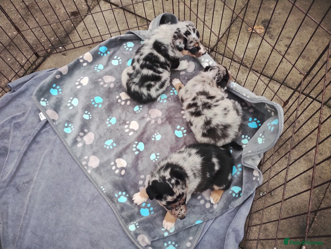 Border Collie dogs for sale: Border Collie Puppies Top Quality! - Image 14