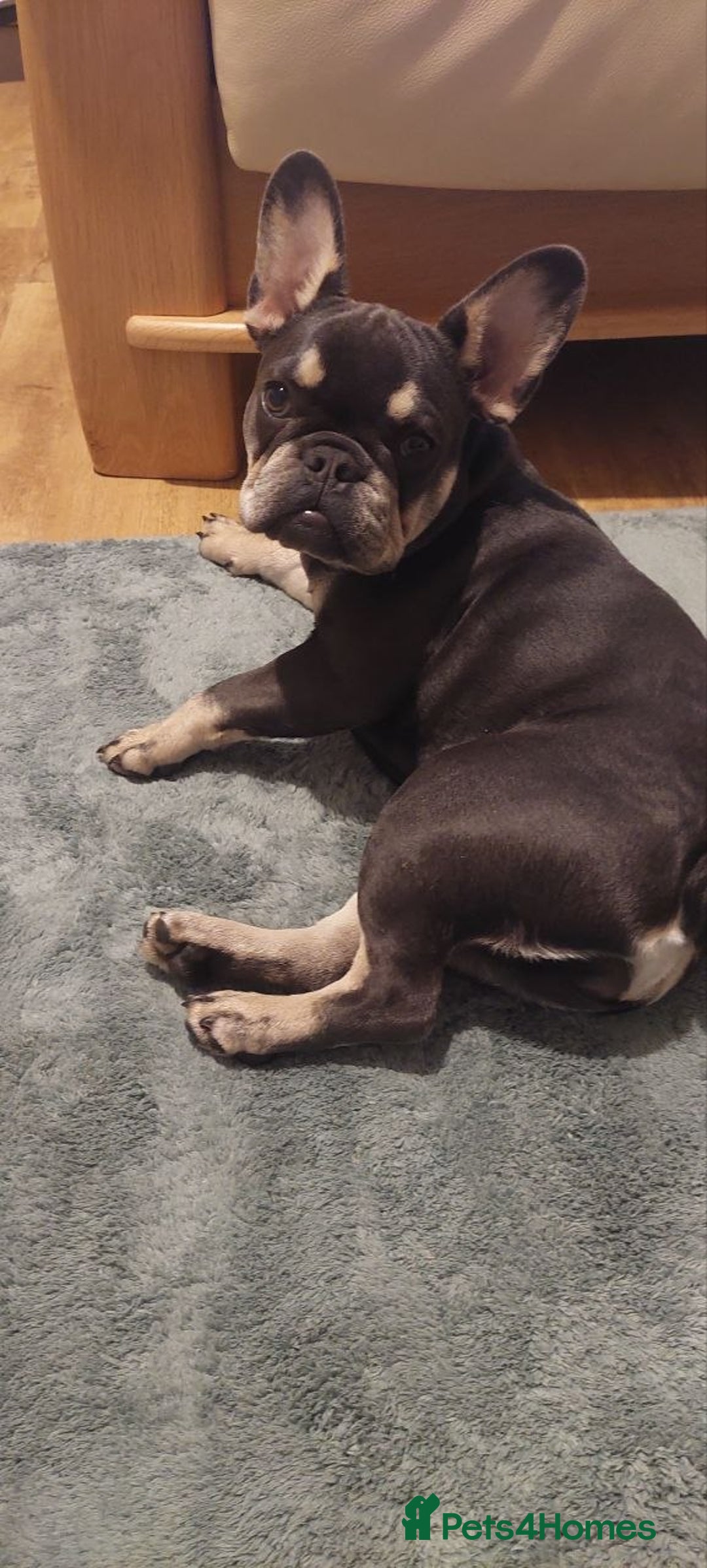 French Bulldog dogs for sale: French Bulldog - Image 5