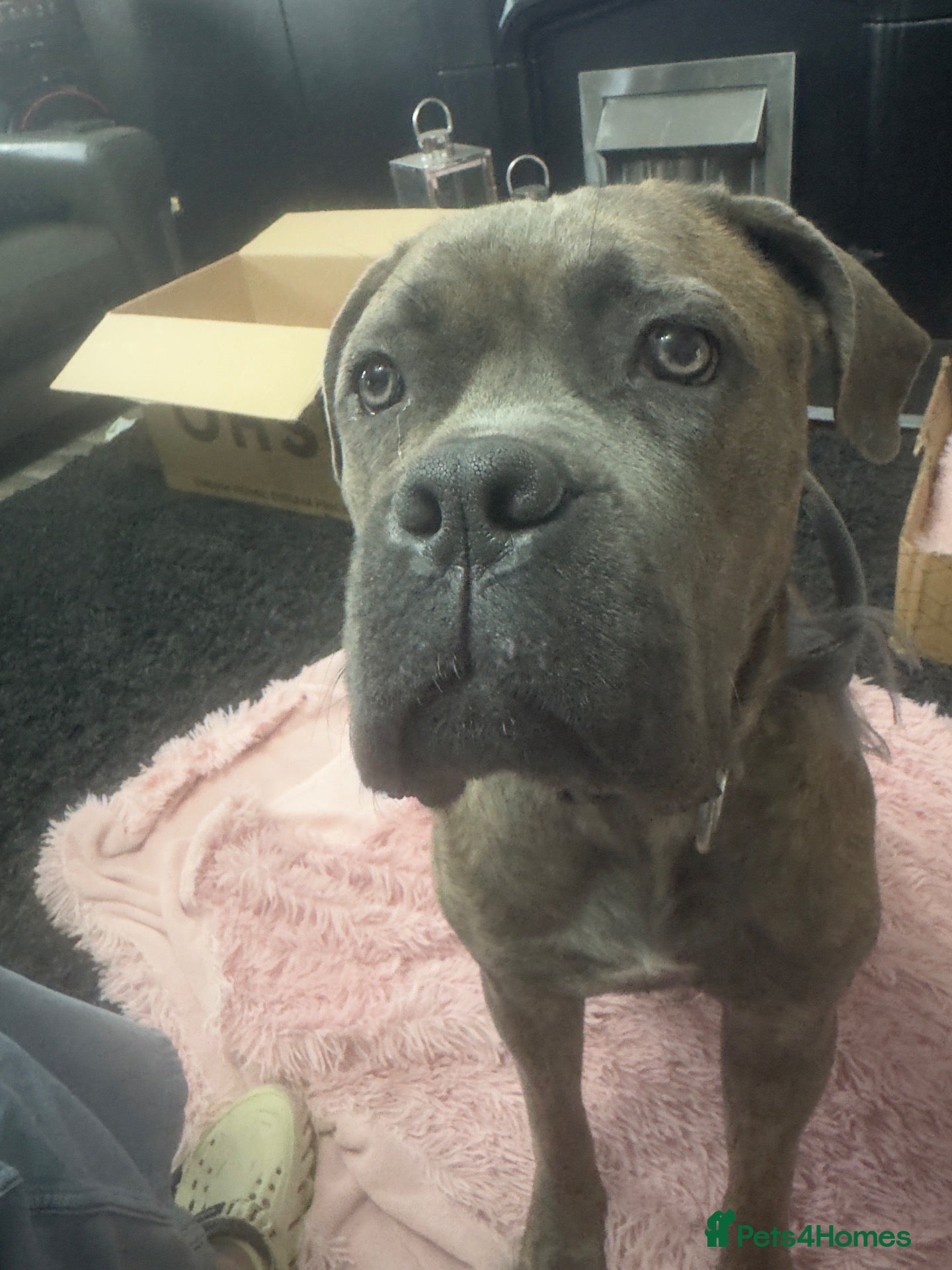 Cane Corso dogs for sale: Cane corso puppies ready for there forever home  - Advert 4