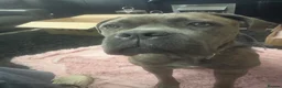 Cane Corso dogs for sale: Cane corso puppies ready for there forever home  in Nelson - Advert 1