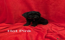 Sproodle dogs for sale: Beautiful F1b Sproodle Pups, 4 Boys & 4 Girls - Image 11