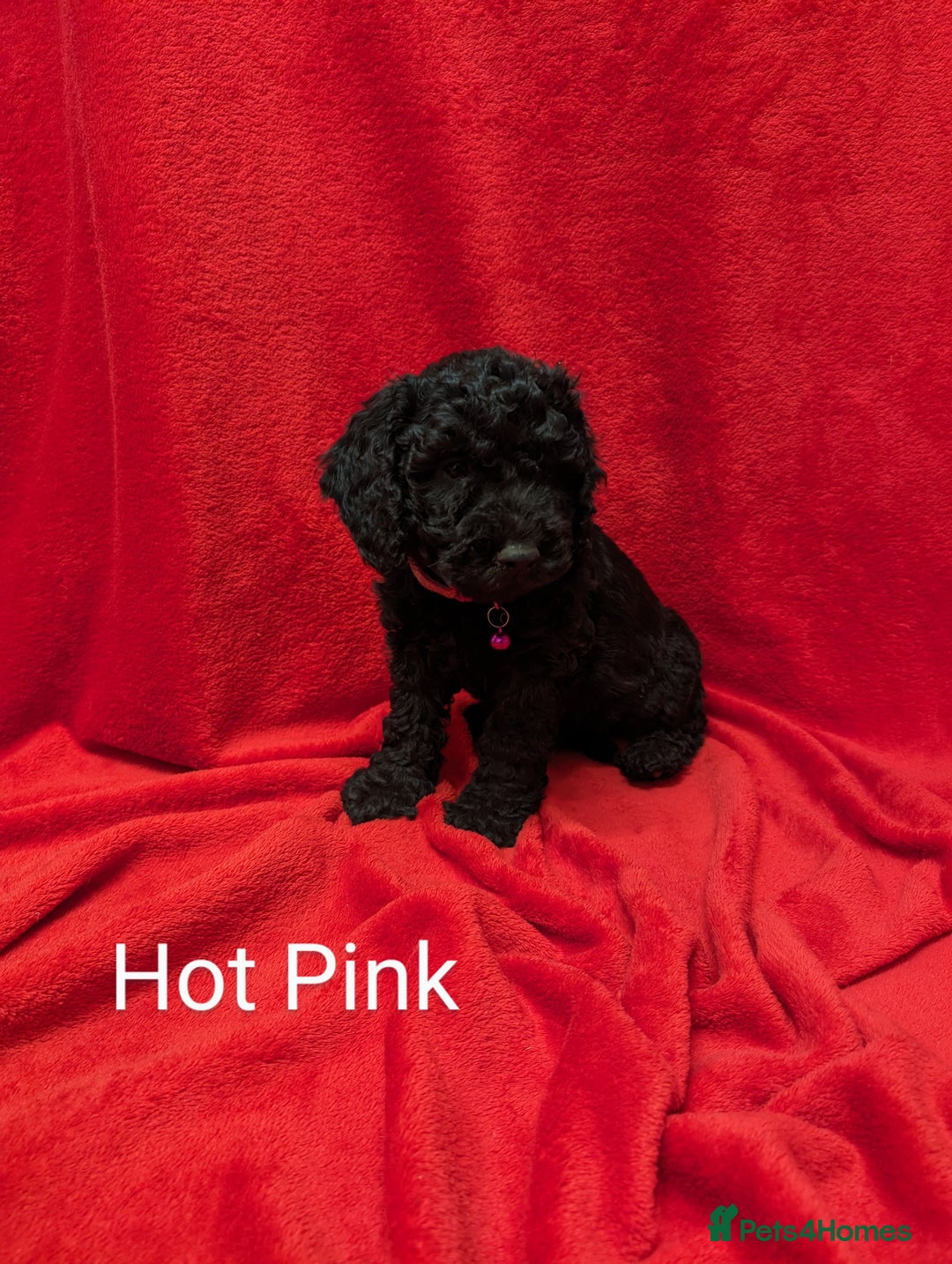 Sproodle dogs for sale: Beautiful F1b Sproodle Pups, 4 Boys & 4 Girls - Image 11