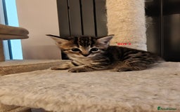 Scottish Fold cats for sale: Gorgeous Scottish Fold Cross Kittens–Family Raised - Image 6