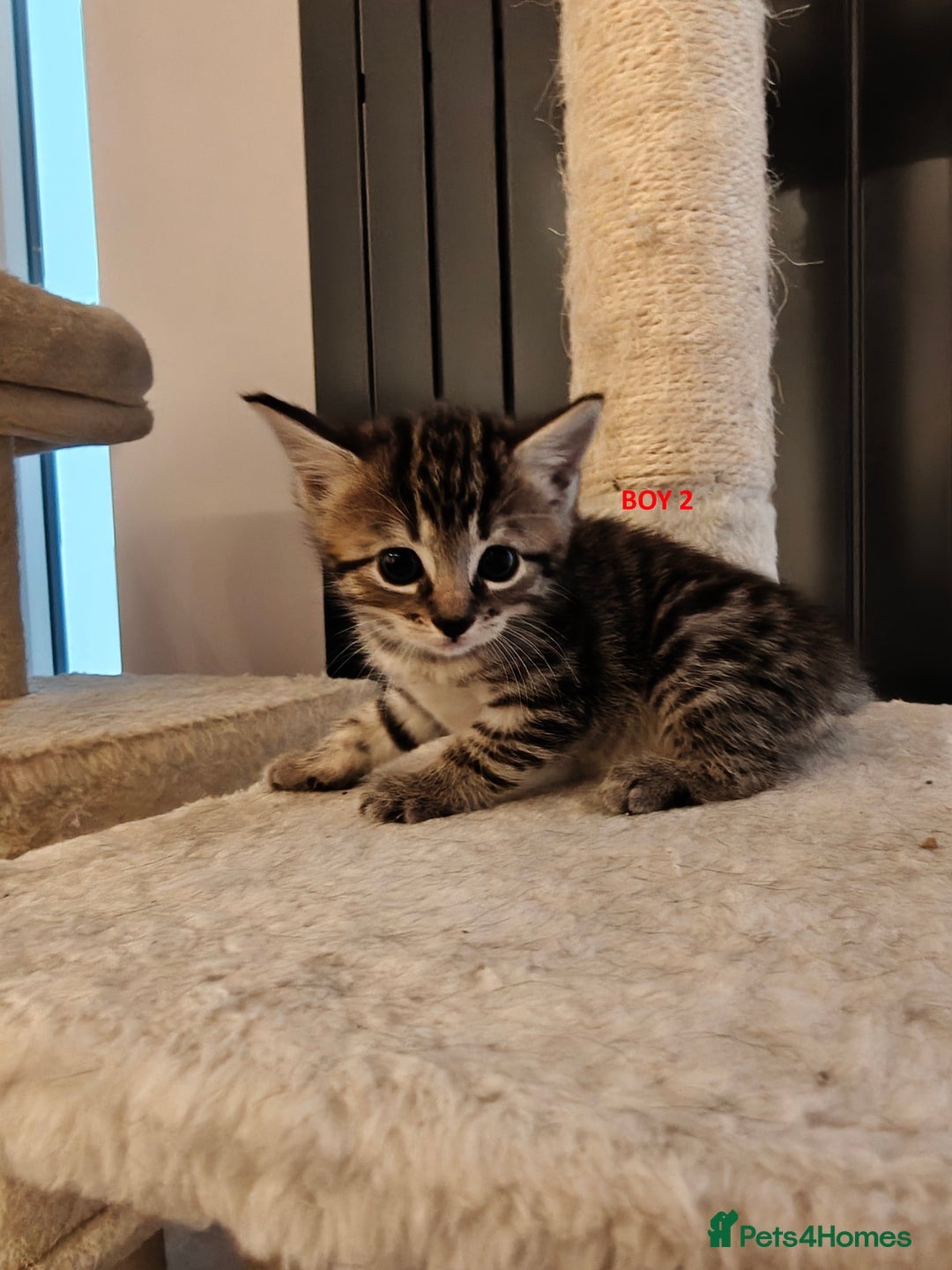 Scottish Fold cats for sale: Gorgeous Scottish Fold Cross Kittens–Family Raised - Image 6
